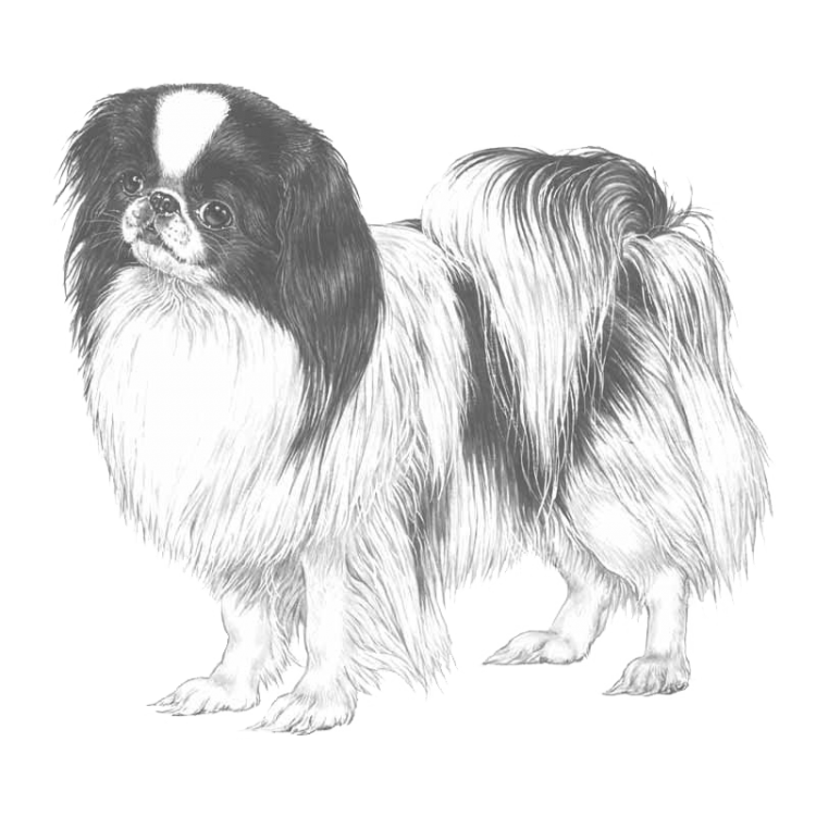 japanese-chin-800x800-fci206.png