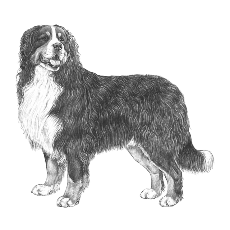 bernese-mountain-dog-800x800-fci45.png