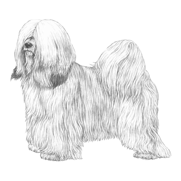 tibetan-terrier-800x800-fci209.png