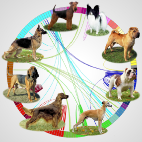 More information about "Whole genome sequence, SNP chips and pedigree structure: Building demographic profiles in domestic dog breeds to optimize genetic trait mapping"