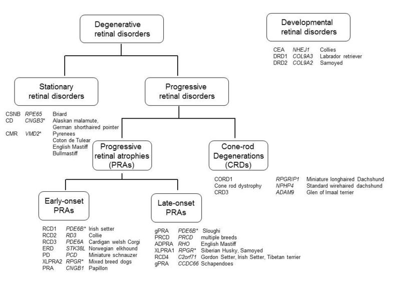 eyediseaseimage-mellersh.jpg
