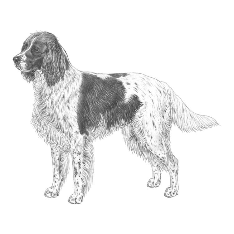 french-spaniel-800x800-fci175.png
