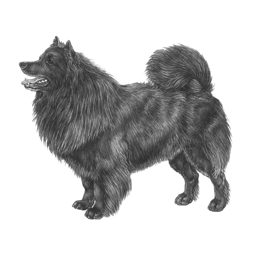 More information about "BREED SPECIFIC BREEDING STRATEGY FOR SWEDISH LAPPHUND (English Summary)"