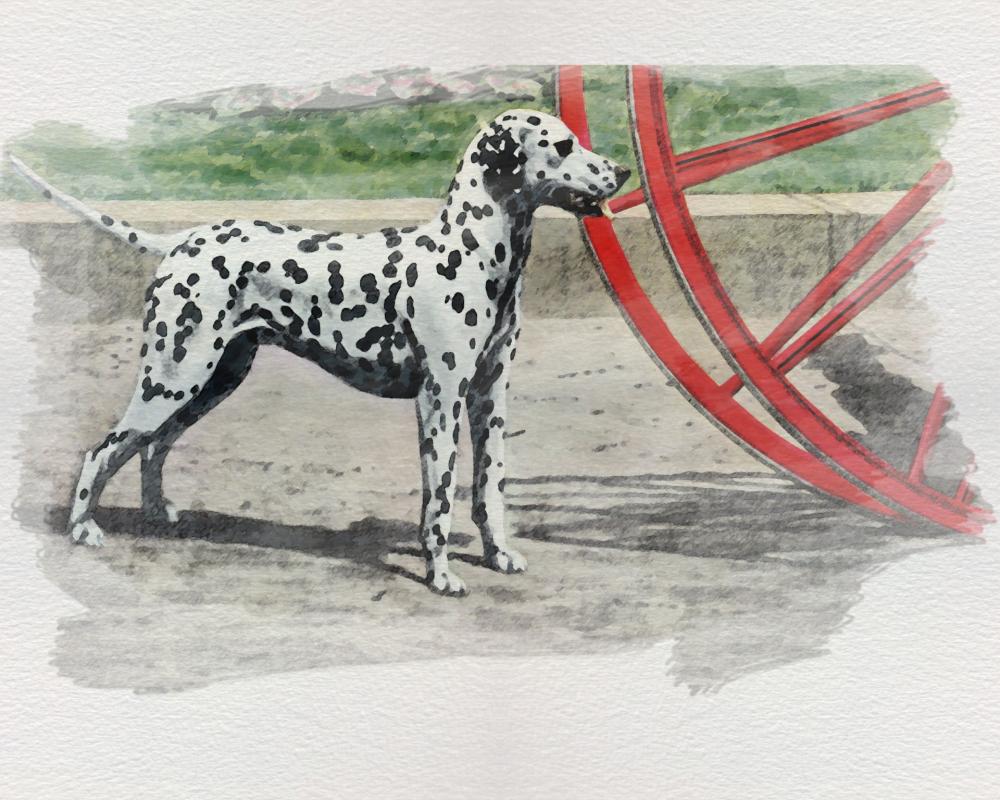dog-dalmatian.jpg