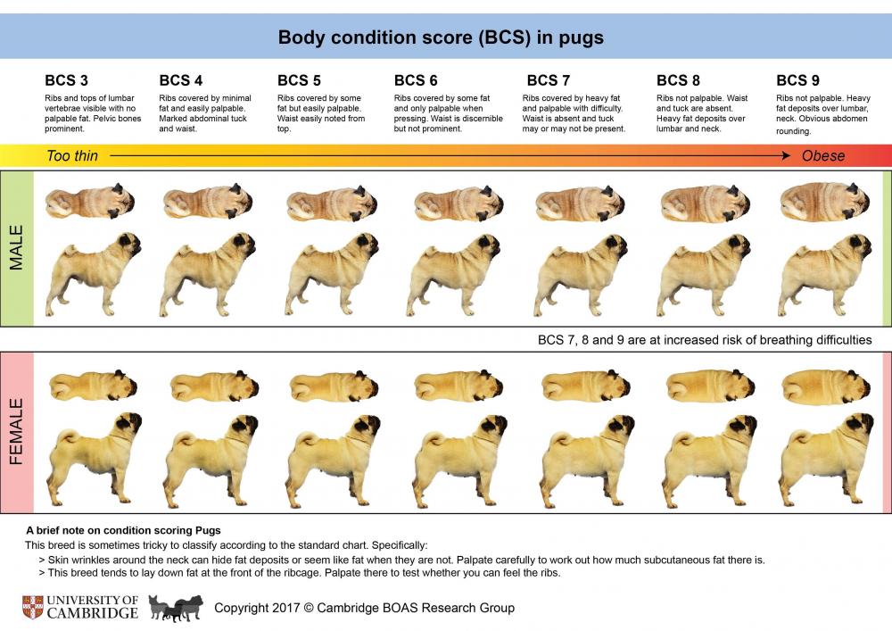 bcs--body-condition-score-cambridge-boas.jpg