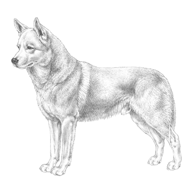 canaan-dog-800x800-fci273.png