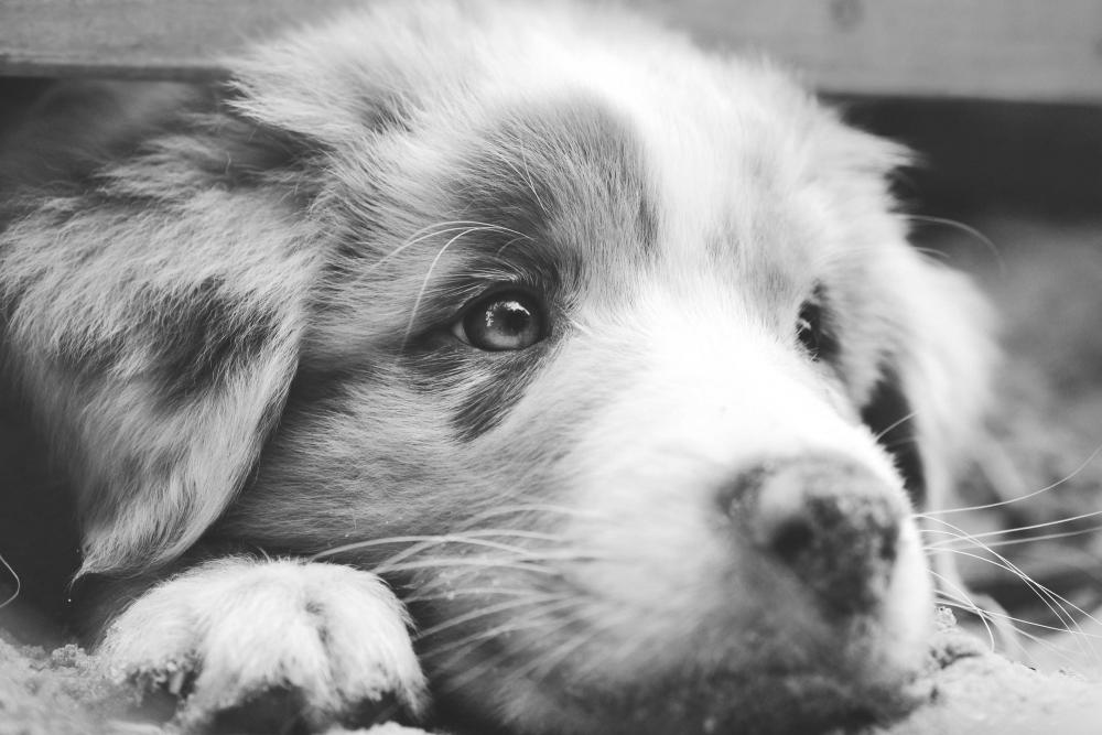 australian-shepherd-wallpaper2.jpg