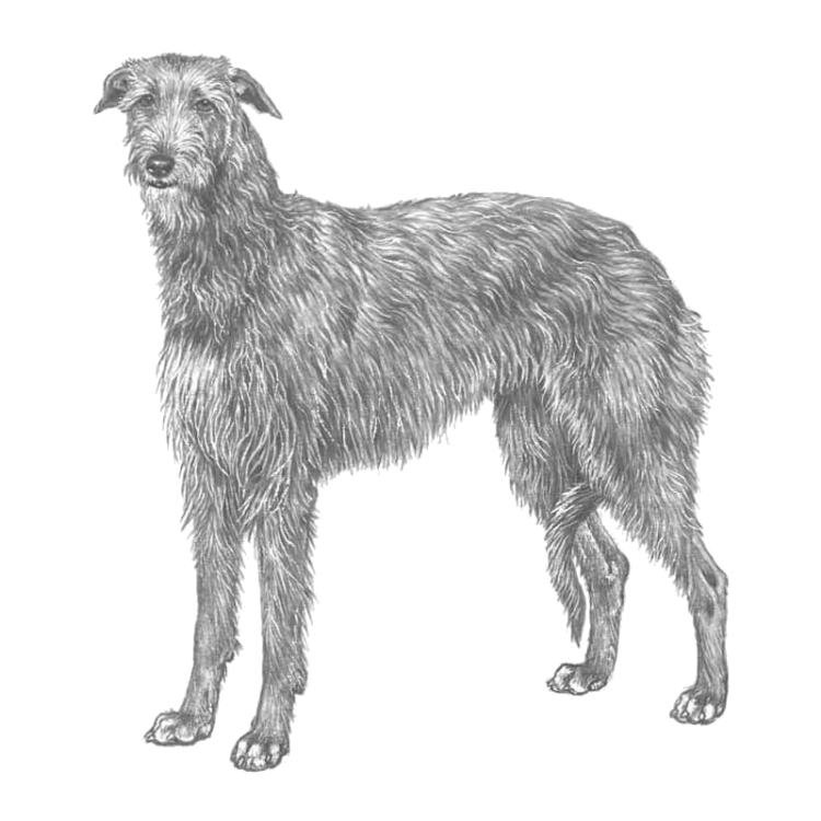 scottish-deerhound-800x800-fci164.png
