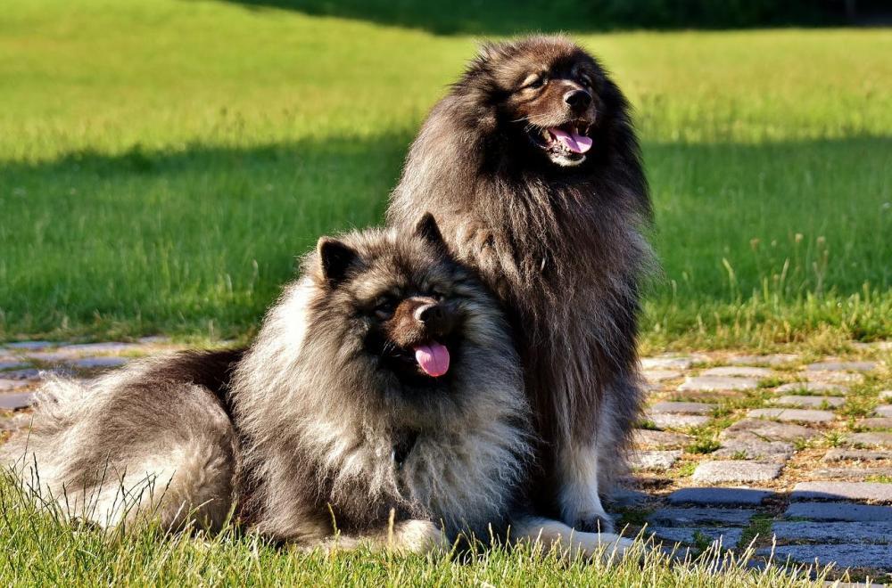 Dog-Breed-Long-Haired-Dogs-Pointed-Keeshond-Pet-2405877.thumb.jpg.c0bbb4a9f038766e01fb4fe631cb987d.jpg