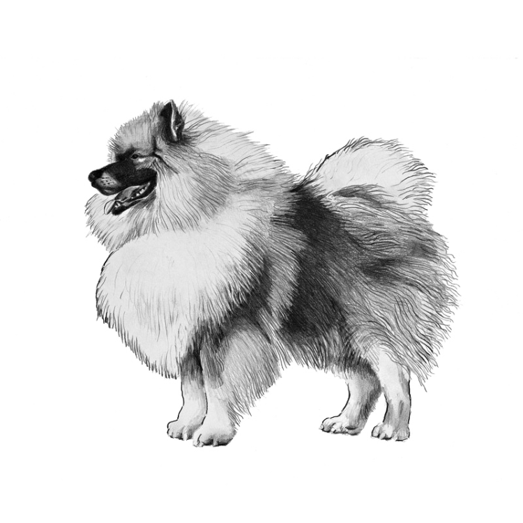 keeshond-800x800-fci97.png