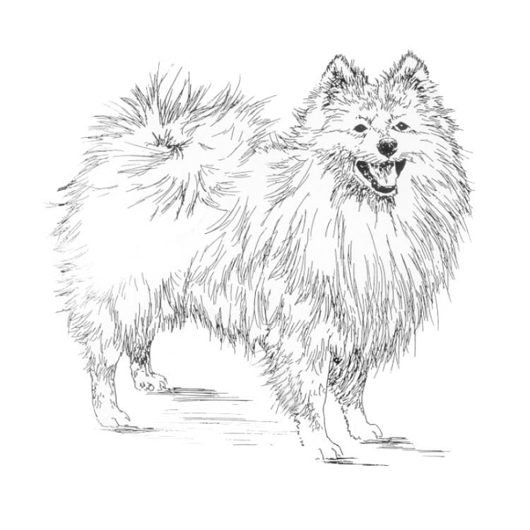 german-spitz-800x800-fci97.png