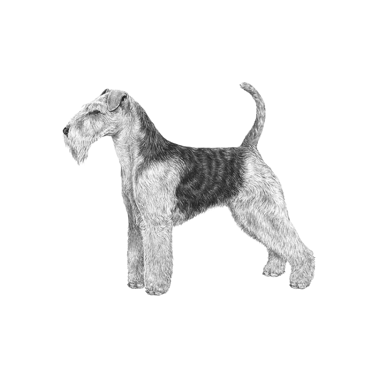 welsh-terrier-800x800-fci78.png