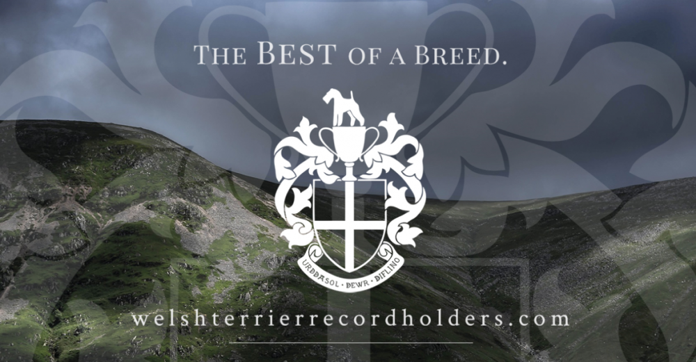 welshterrierbestofabreed.PNG