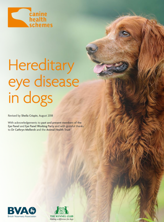 healthschemes eyes.png