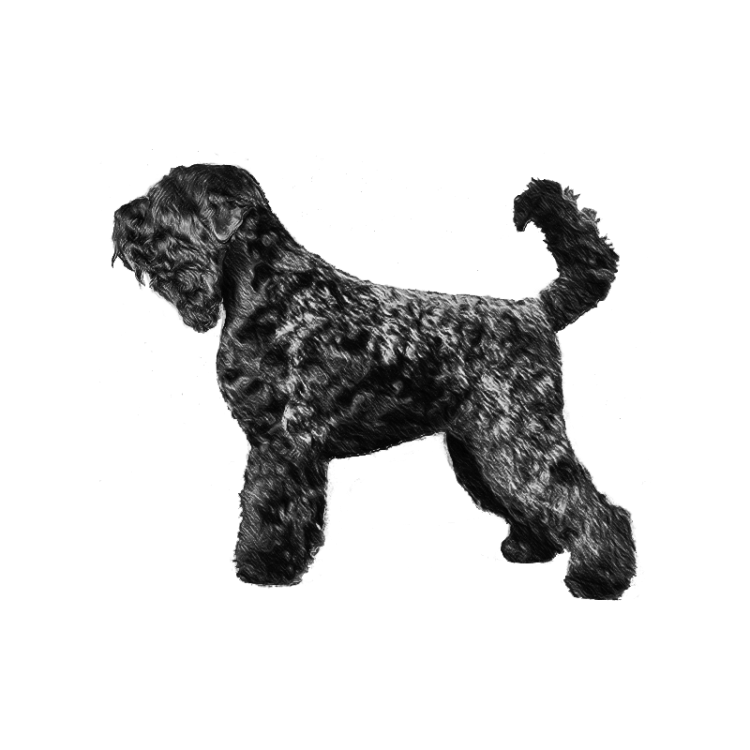 russian-terrier-800x800-fci327.png