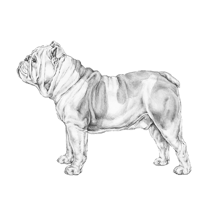 english-bulldog-800x800-fci149.png