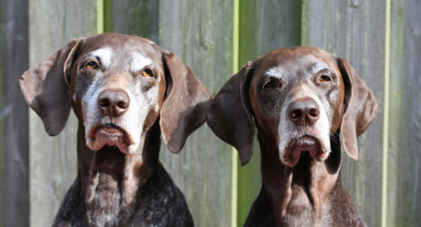Agria old dogs.png