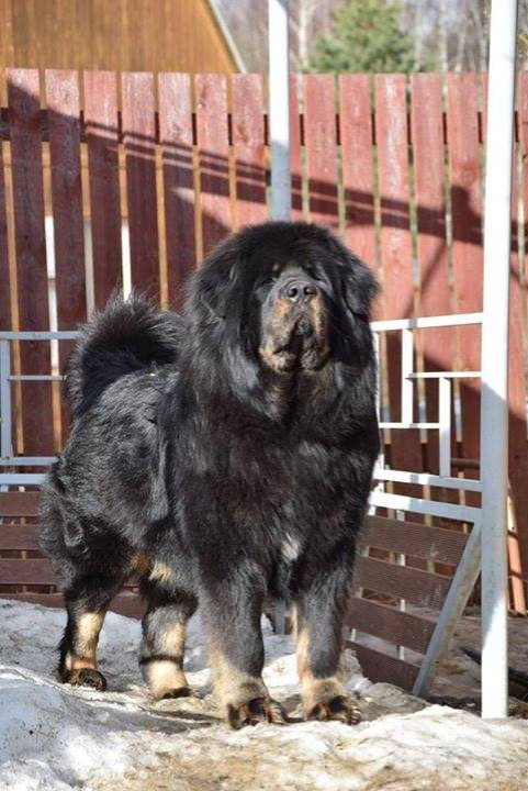 tibetan mastiff-modern.png