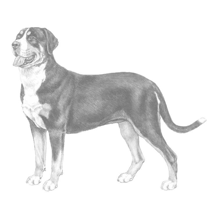 great-swiss-mountain-dog-800x800-fci58.png