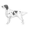 irish-red-and-white-setter-100x100-fci330.png