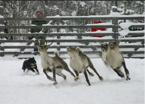 lapponianherder-herding.png