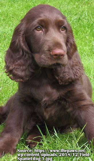 fieldspaniel-img2.png