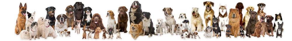 dog banner ann.png
