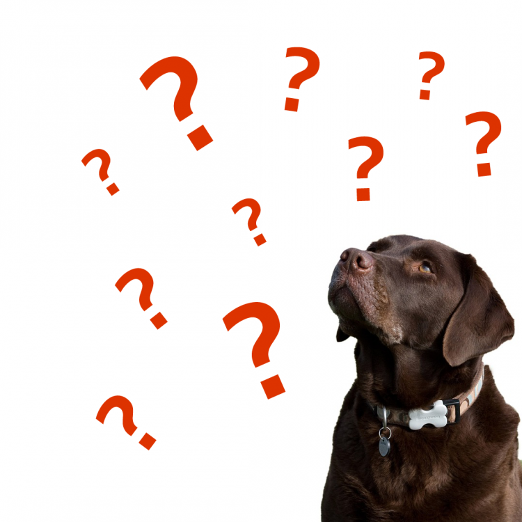 Question Marks.png