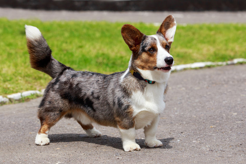 cardigan-welsh-corgi-outofdoors.png