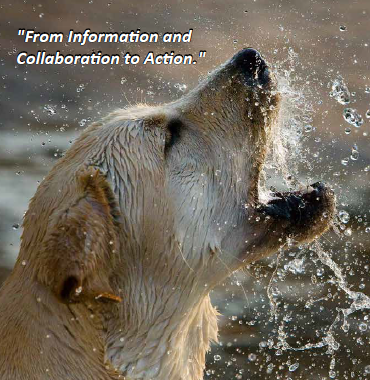 infocollaborationaction.PNG