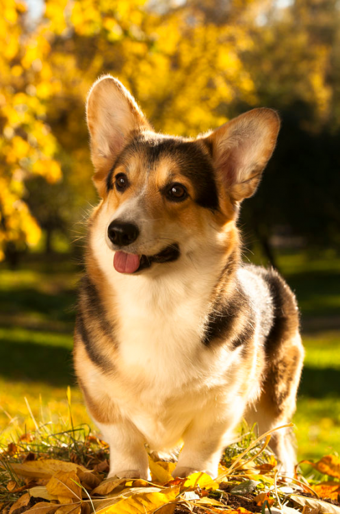 pembroke-welsh-corgi1.png