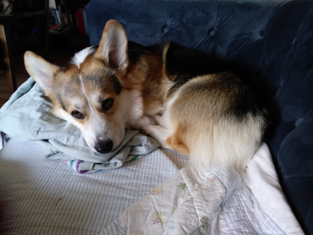 pembroke-welsh-corgi2.png