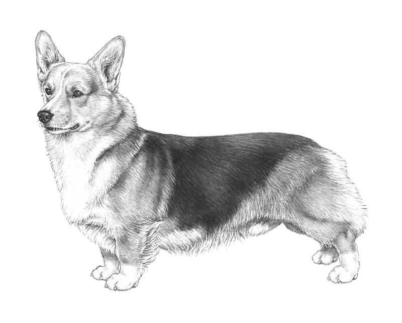 welsh-corgi-pembroke.png