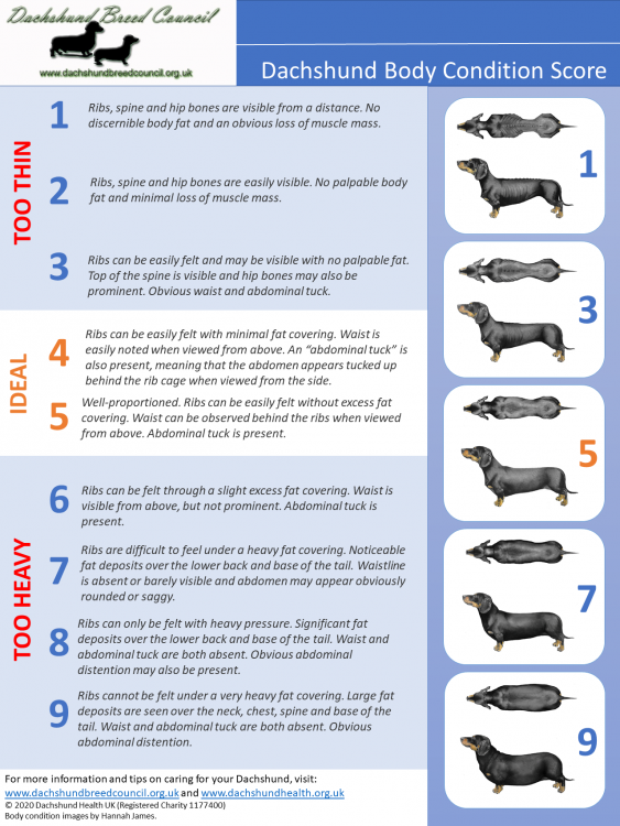 Dachshund BCS v1.png