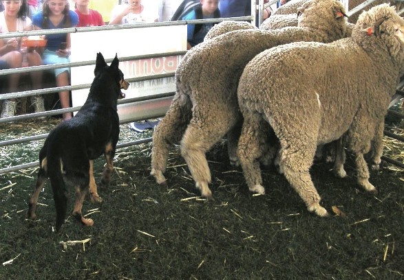 RAS_Kelpie_working_sheep.JPG