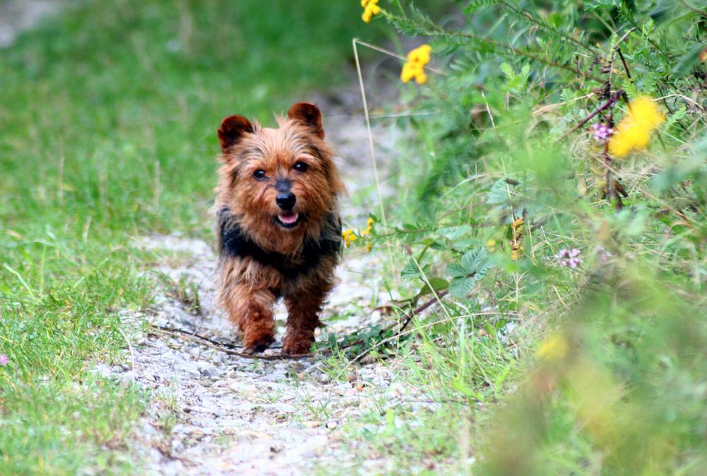Australian terrier