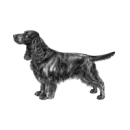 Field Spaniel.png
