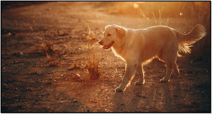 golden retriever walk-Picture5.jpg