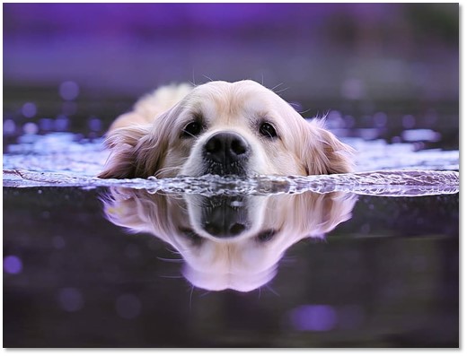 gr - swimPicture6.jpg