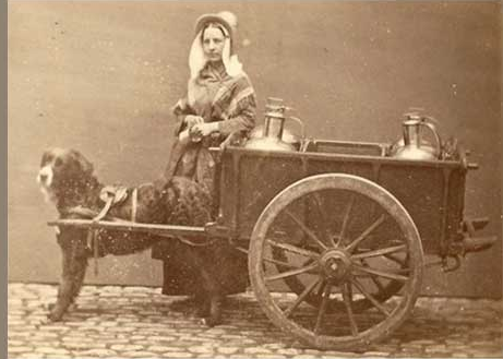 bmdearly carting dog.png