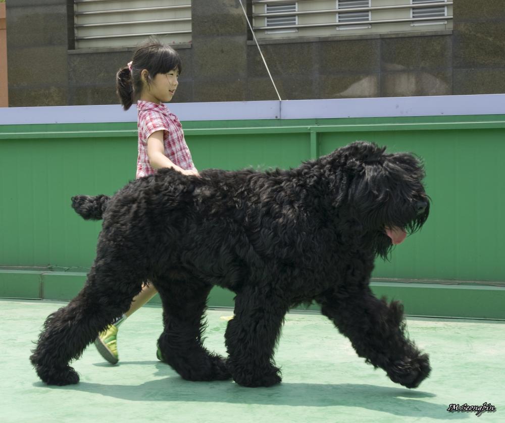 8_Black-Russian-Terrier.jpg