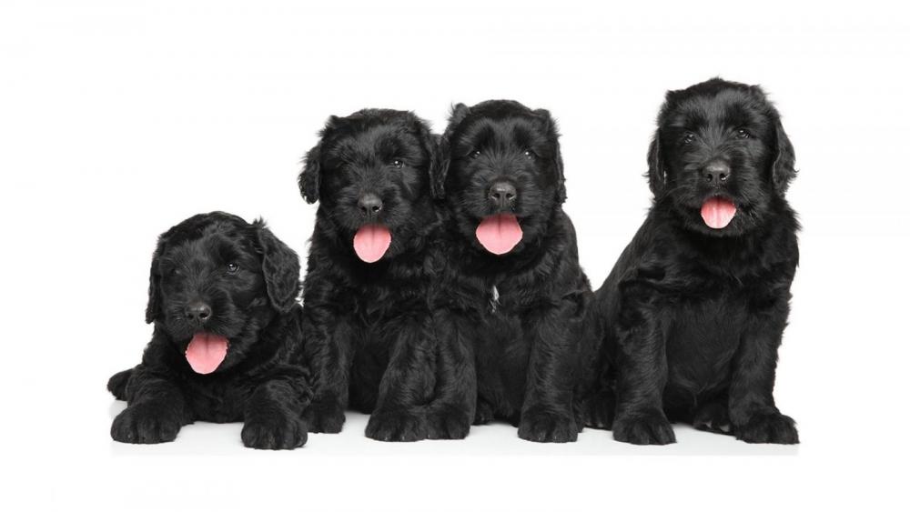Feature-image_Black-Russian-Terrier.jpg