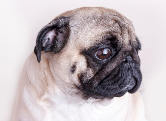 flatfacedpug-modernday.PNG