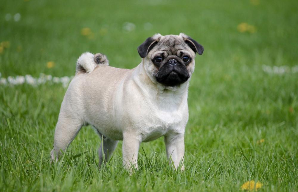 pug-2035675_1280.jpg