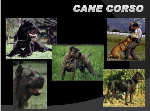 cane corso akc study guide.JPG