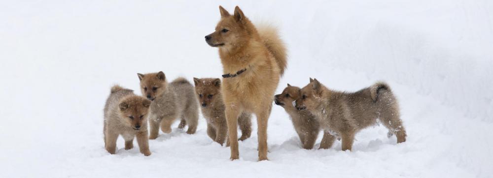 Finnish-Spitz-1.jpg