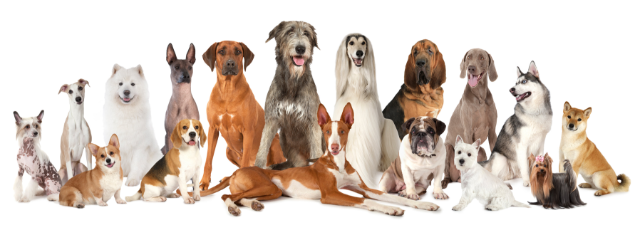 2021dogbreeds.PNG