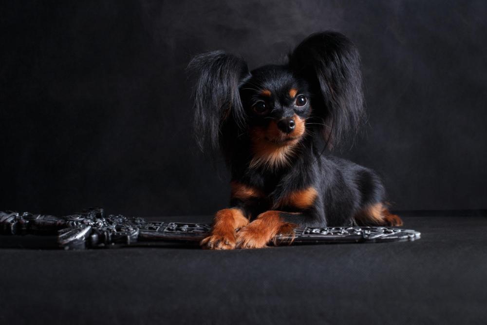 Russian Toy - dog breed