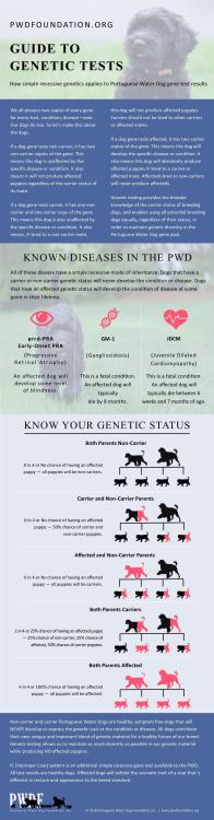 PWD-Foundation-Guide-to-Genetic-Tests.jpg