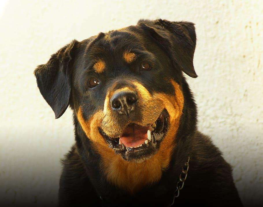 rottweiler-dog.jpg